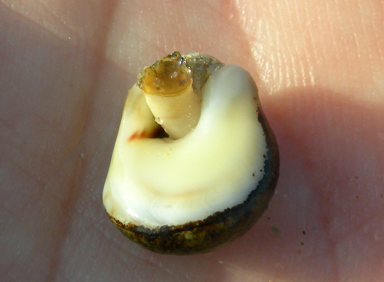 Molluschi delle spiagge adriatiche: Cyclope neritea